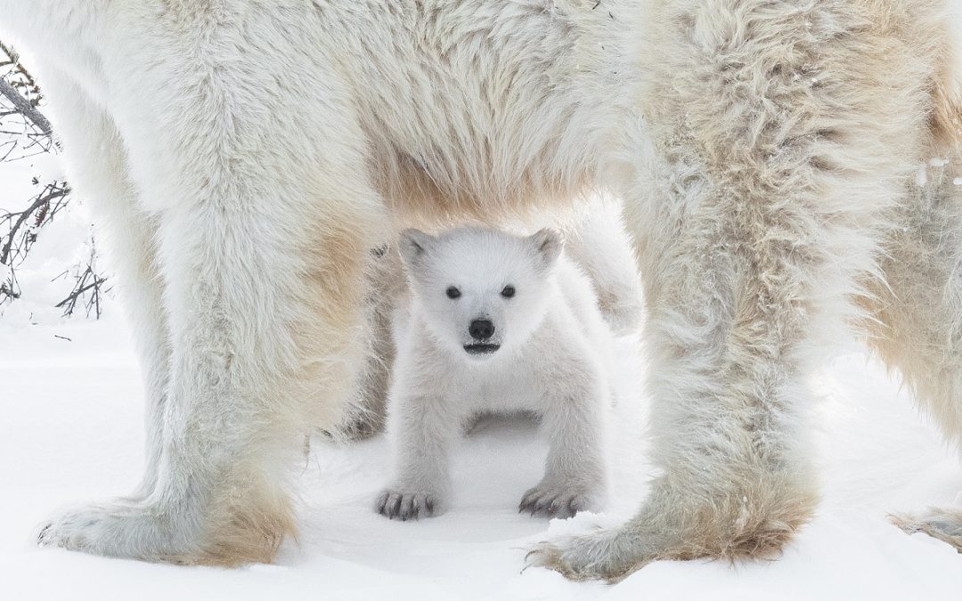 Do Polar Bears Have White Fur?