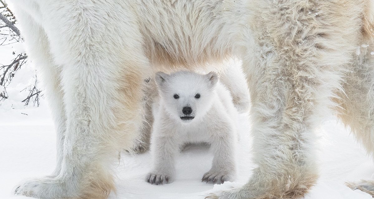 Do Polar Bears Have White Fur?