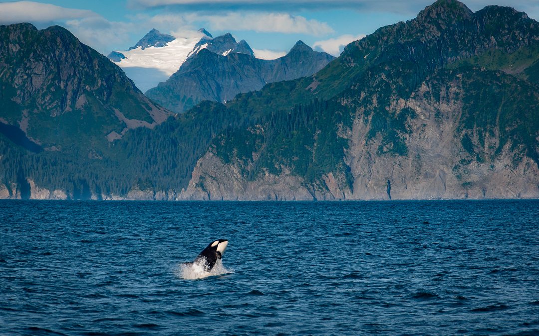 Take Our Ocean Quiz for World Oceans Day!