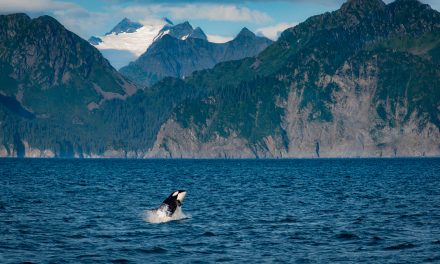 Take Our Ocean Quiz for World Oceans Day!