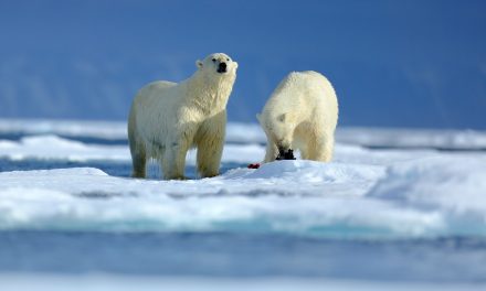 What Do Polar Bears Eat?