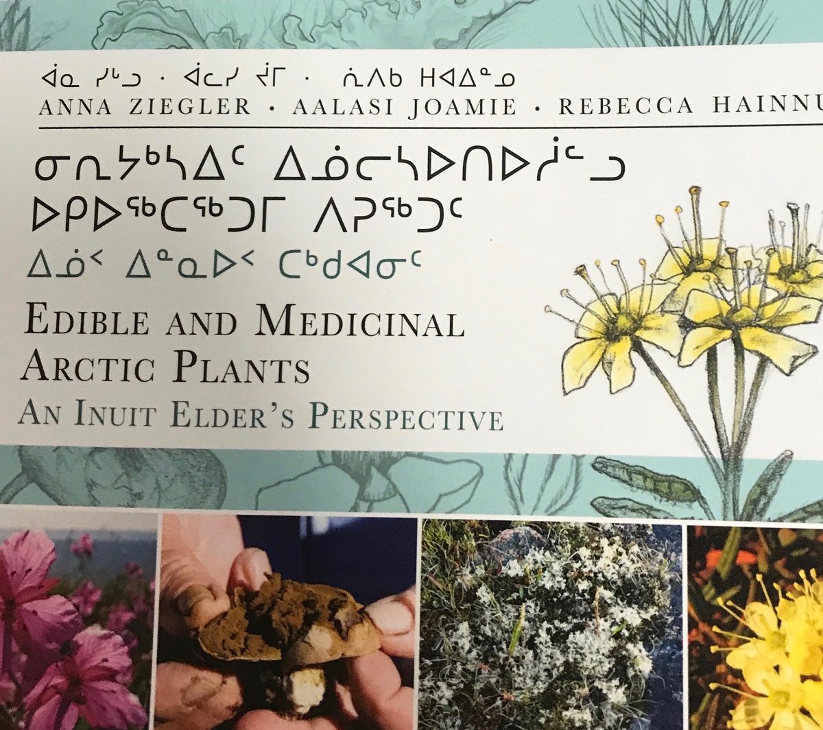 Along with berries, roots and mushrooms, plants such as chamomile, Labrador tea and the purple fireweed that blooms across the tundra in late July are gathered for consumption and medicinal purposes.