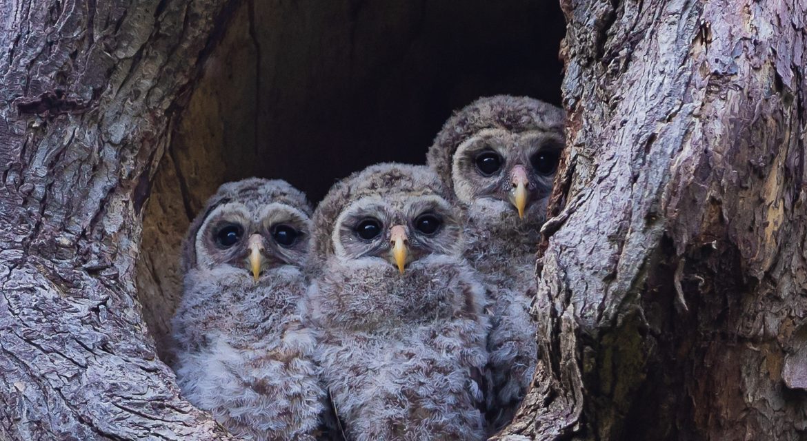 Wildlife Photo of the Week: Triplets