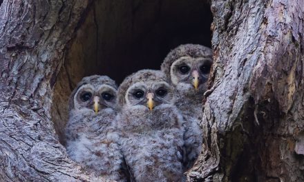 Wildlife Photo of the Week: Triplets