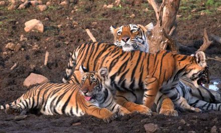 Nat Geo’s Cover Story & the Ethics of Wildlife Tourism