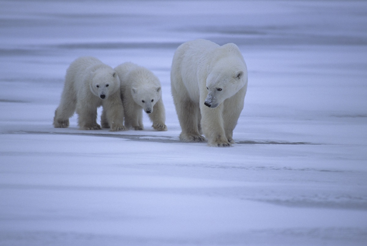 A warming Arctic threatens both wildlife and traditional ways of life in Arctic communities. A polar bear with two cubs.