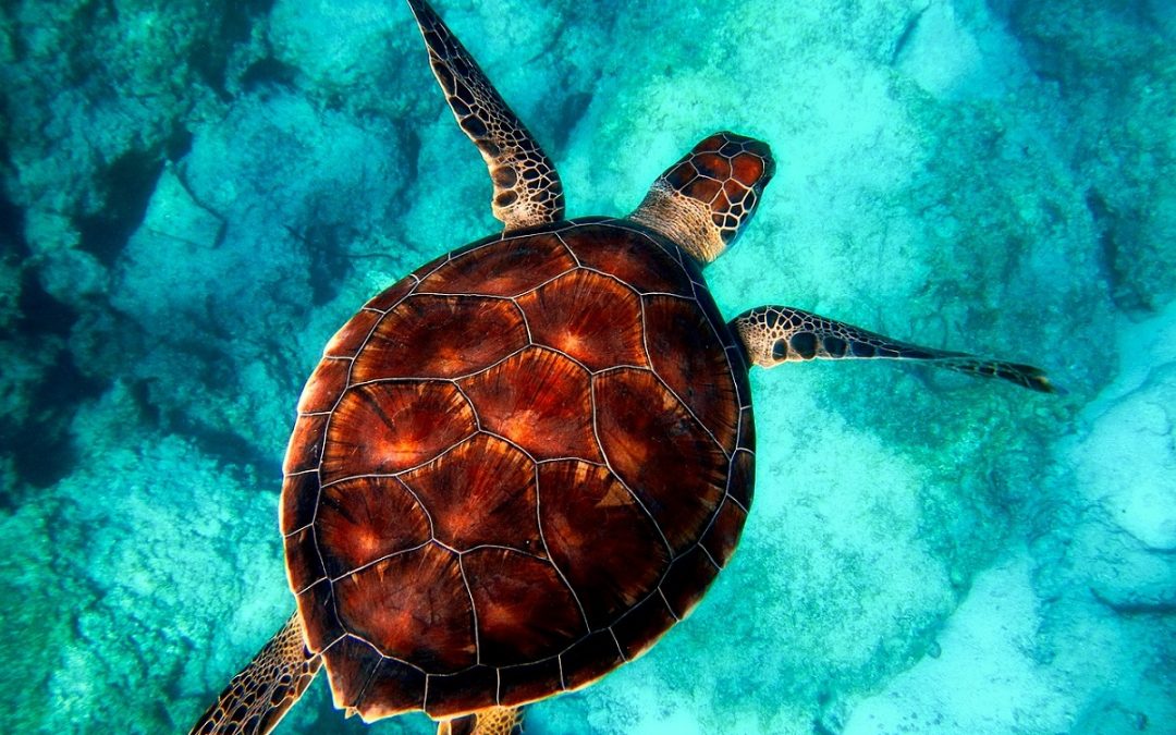 Celebrating World Sea Turtle Day