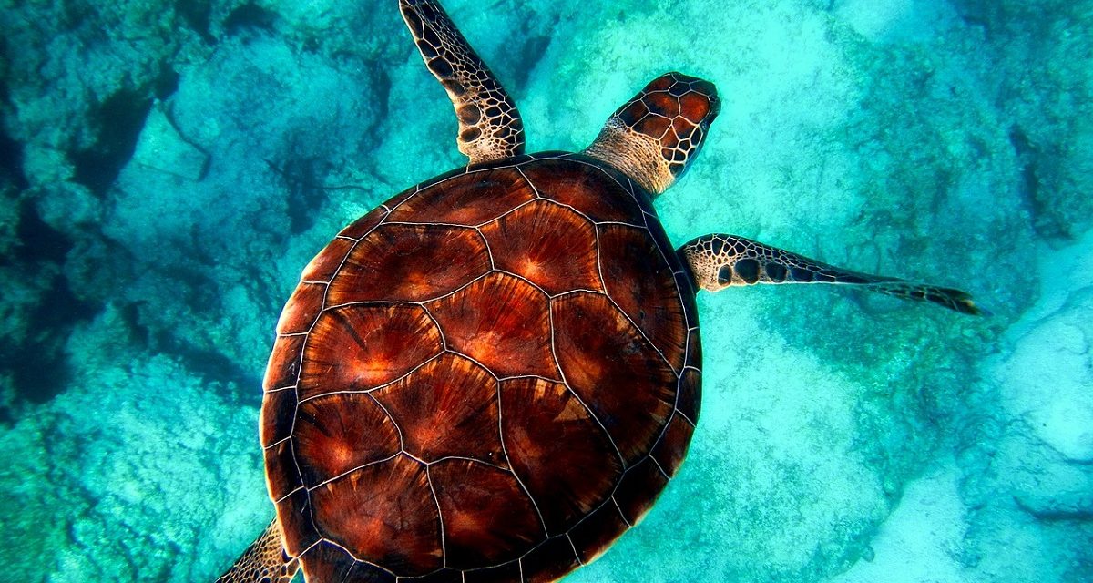 Celebrating World Sea Turtle Day