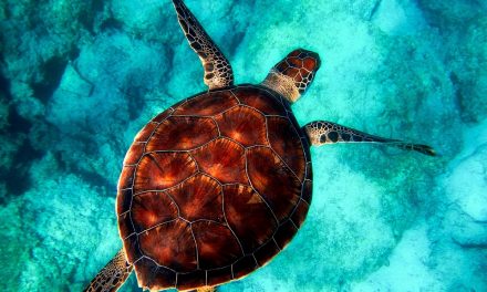Celebrating World Sea Turtle Day