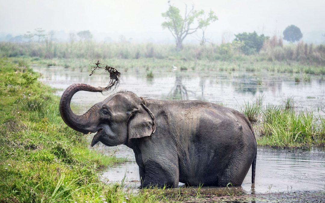 Wildlife Abounds in Nepal’s Chitwan National Park