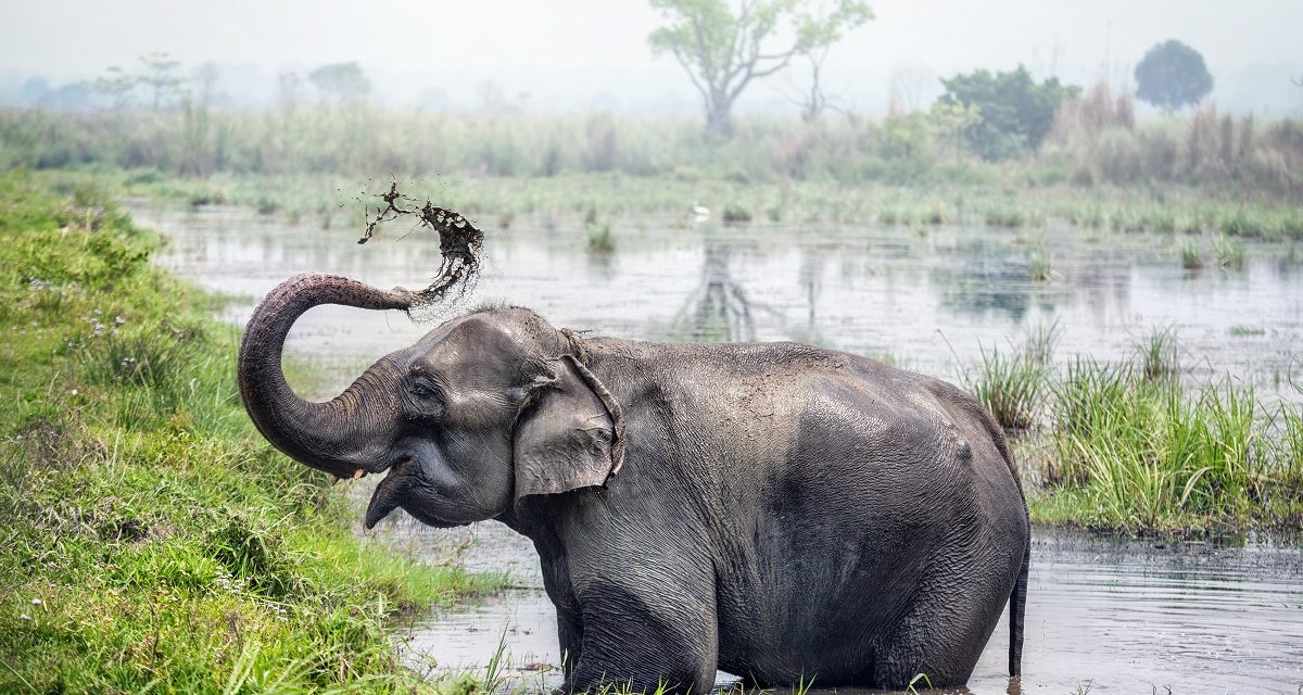 Wildlife Abounds in Nepal’s Chitwan National Park