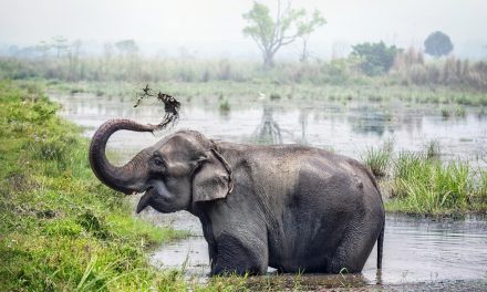 Wildlife Abounds in Nepal’s Chitwan National Park