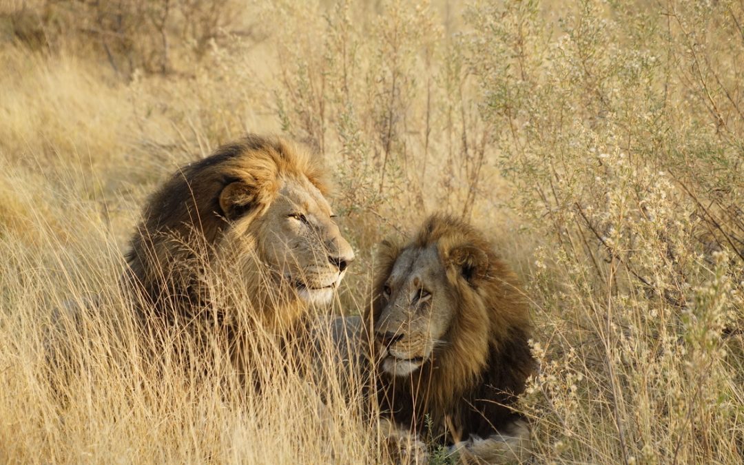 Wildlife Photo of the Week: Lion Brothers