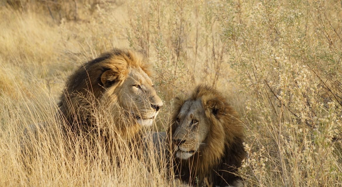 Wildlife Photo of the Week: Lion Brothers