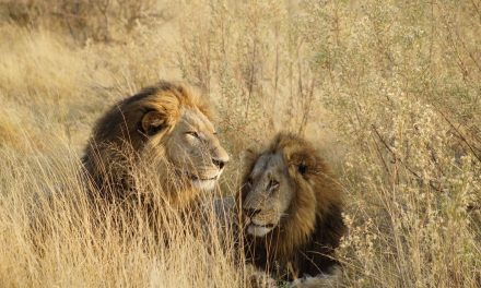 Wildlife Photo of the Week: Lion Brothers