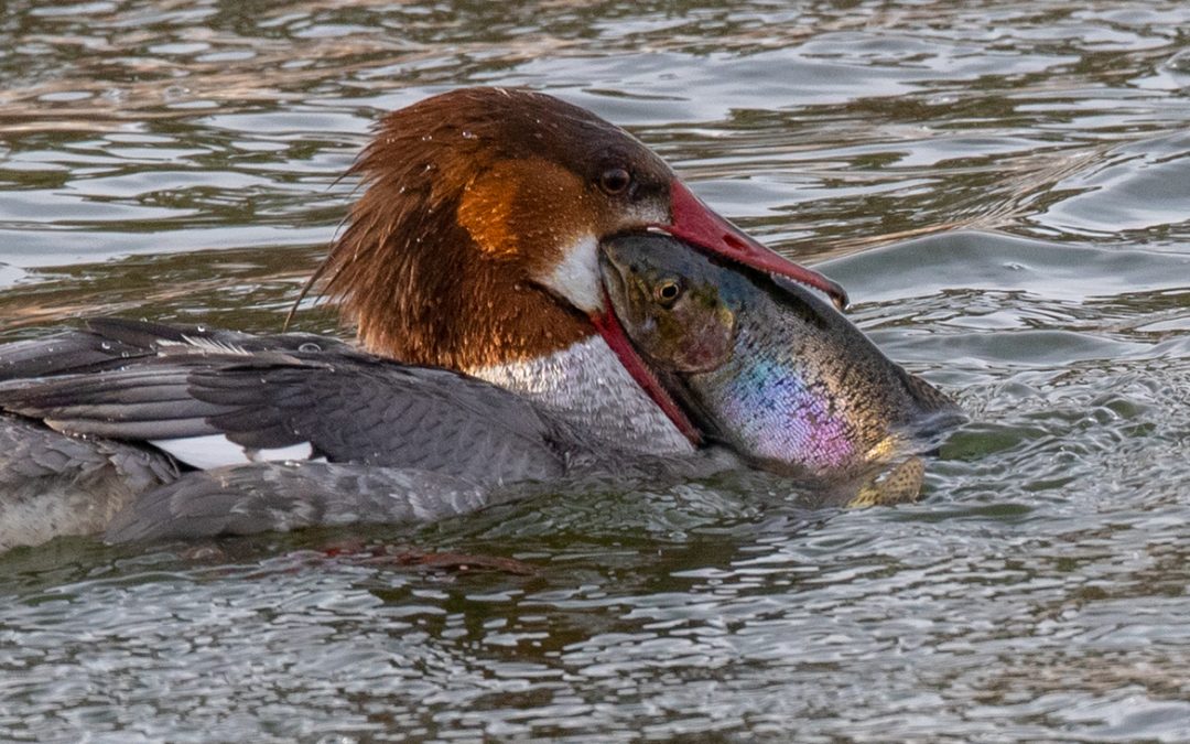 Wildlife Photo of the Week: Catch of the Day