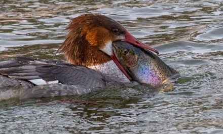 Wildlife Photo of the Week: Catch of the Day