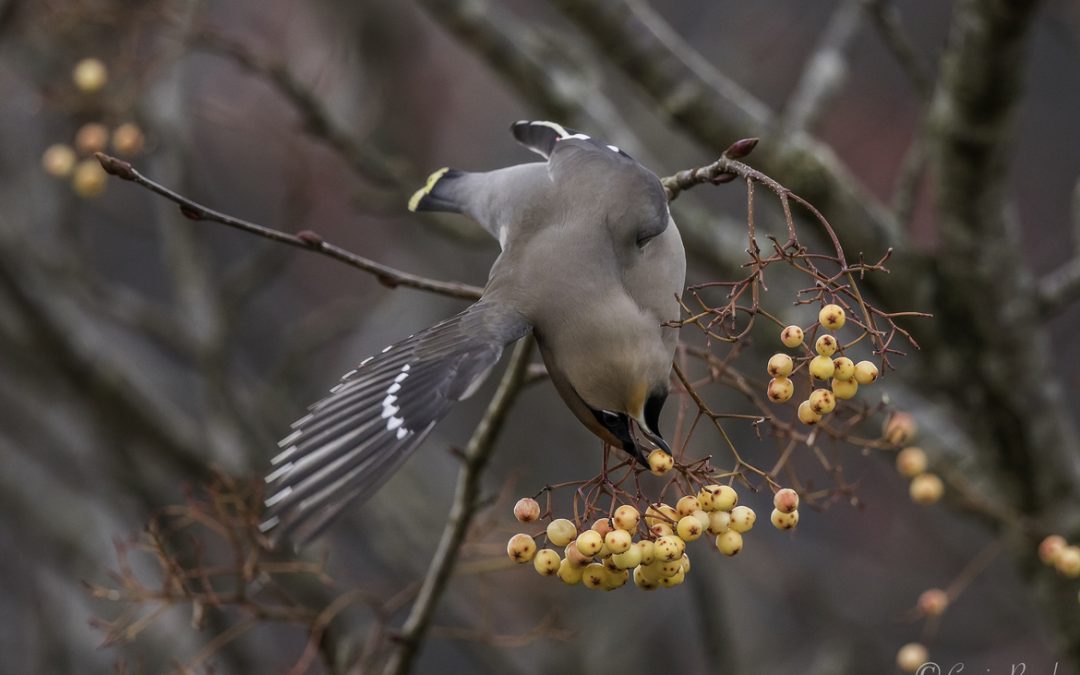 Wildlife Photo of the Week: Waxwing