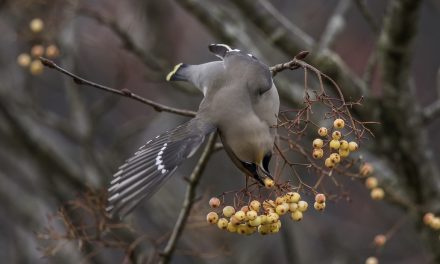 Wildlife Photo of the Week: Waxwing
