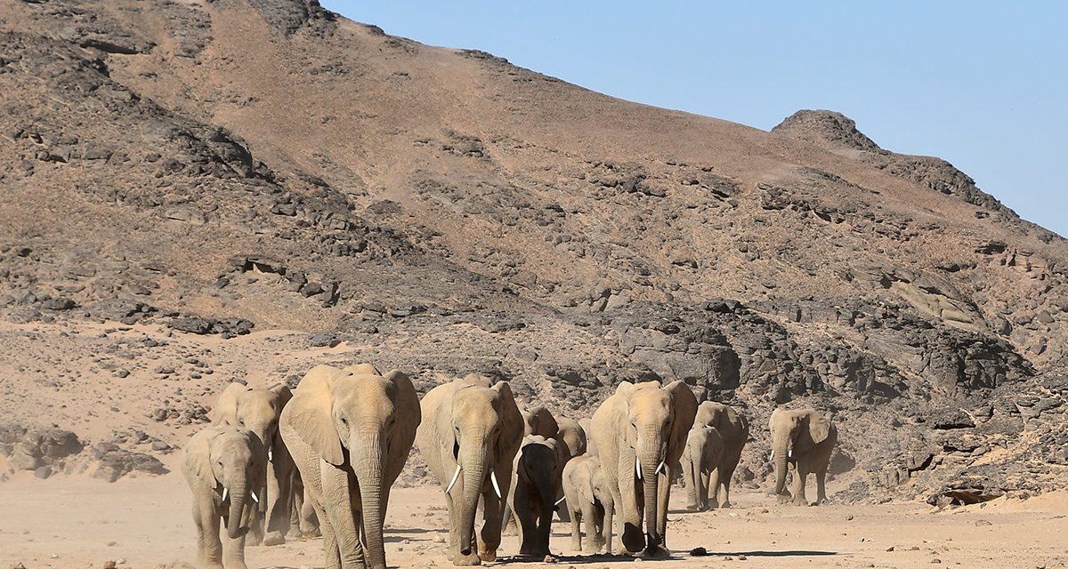 Traveler Story: Namibian Desert Safari