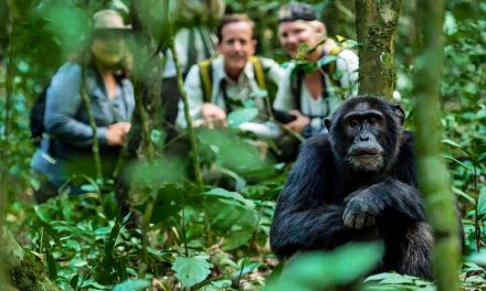 Test Your Chimpanzee IQ—Take the Quiz!