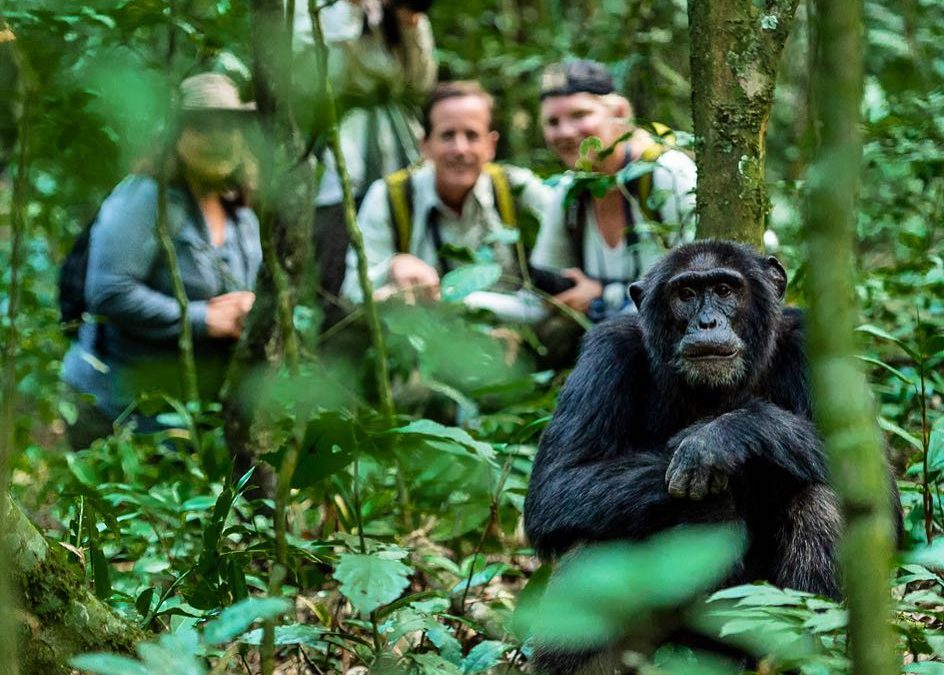 Test Your Chimpanzee IQ—Take the Quiz!
