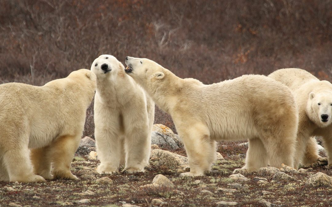 Black, Grizzly and Polar Bears Now All Found in Churchill