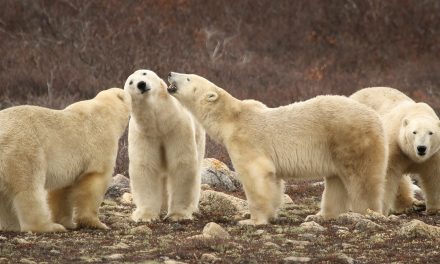 Black, Grizzly and Polar Bears Now All Found in Churchill