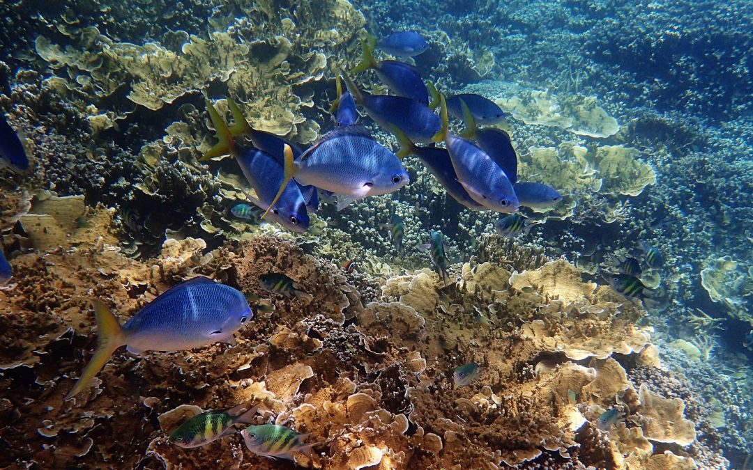 This Summer, Make Sure Your Sunscreen Protects Coral Reefs