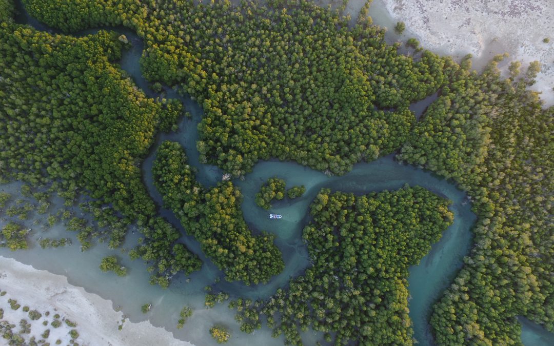 Are Mangroves Your Next Destination?