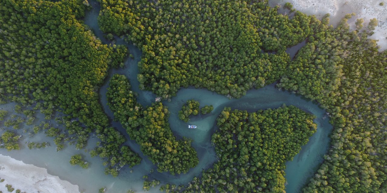 Are Mangroves Your Next Destination?