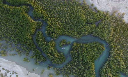 Are Mangroves Your Next Destination?