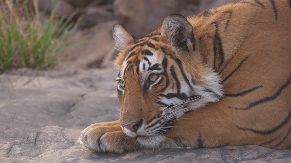 Bengal tiger in India.