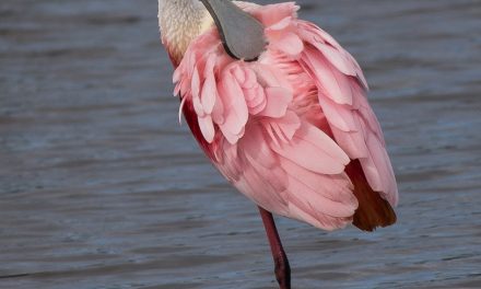 Wildlife Photo of the Week: Roseate Spoonbill