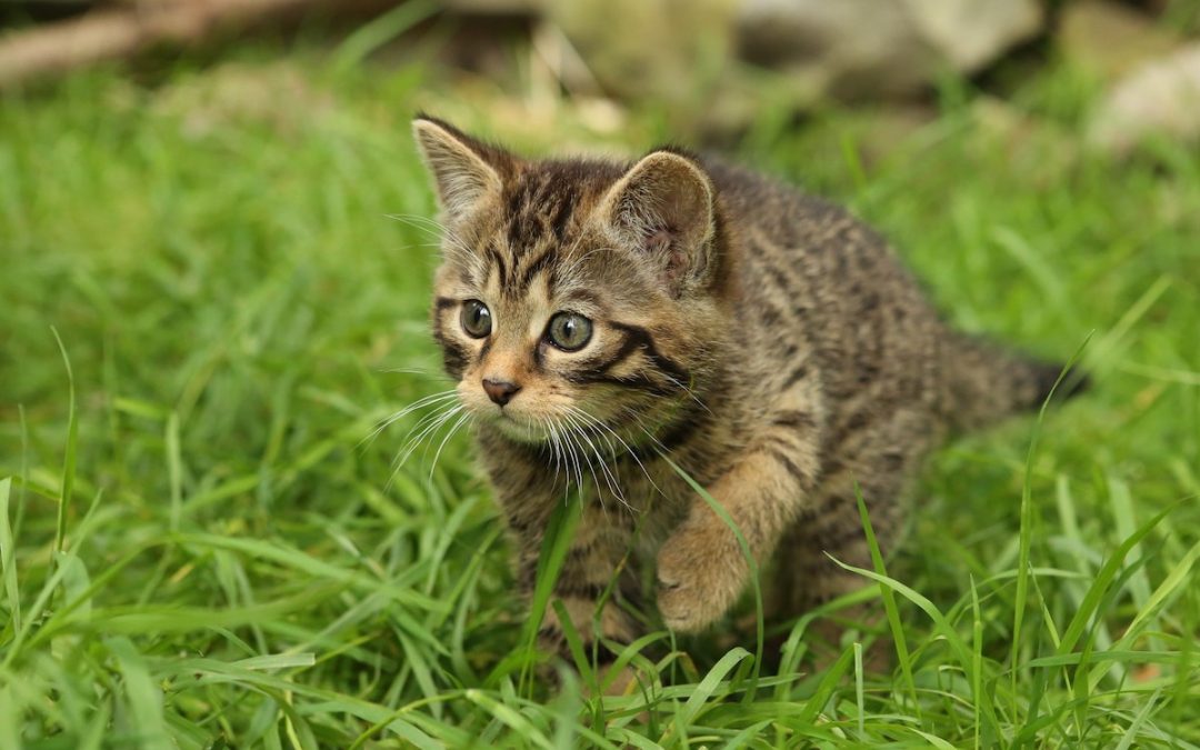 Glynis and the Kittens: Wildcat Photos from Scotland