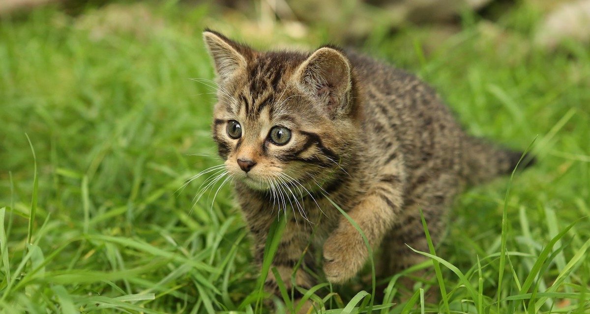 Glynis and the Kittens: Wildcat Photos from Scotland