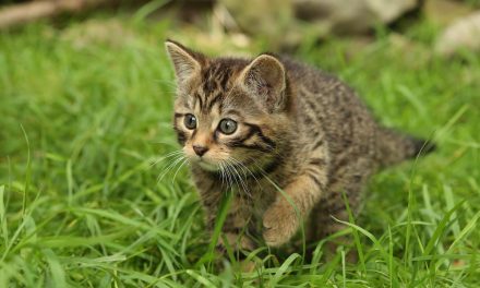 Glynis and the Kittens: Wildcat Photos from Scotland