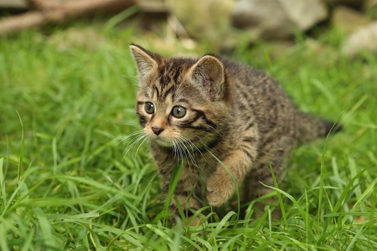Scottish wildcat kittens at the Aigas Field Center in Scotland.