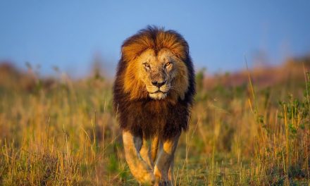 What Are Africa’s Wildlife “Big Five” and Where Can I See Them?