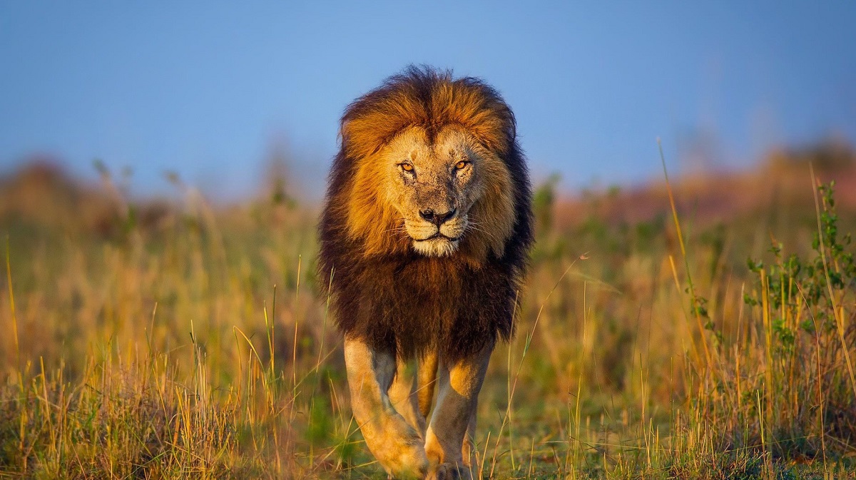 A lion prowls the African savanna.