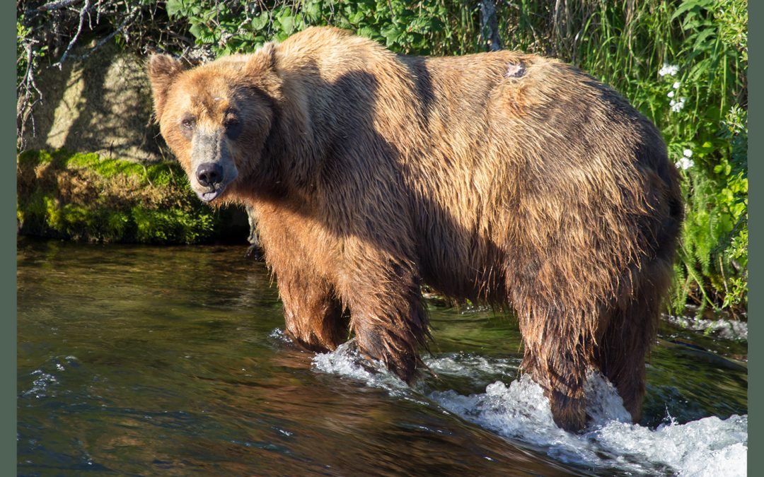 Fat Is Good at Brooks Falls, Katmai National Park, Alaska