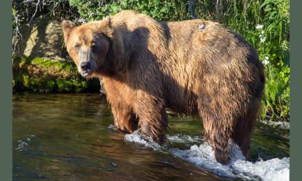 Fat Is Good at Brooks Falls, Katmai National Park, Alaska
