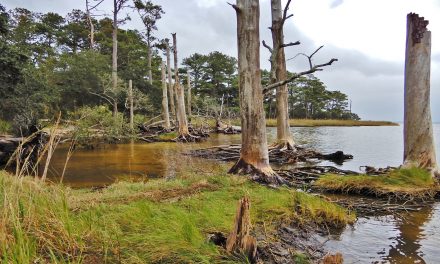 New "Ghost Forests” Are a Sign of Climate Change