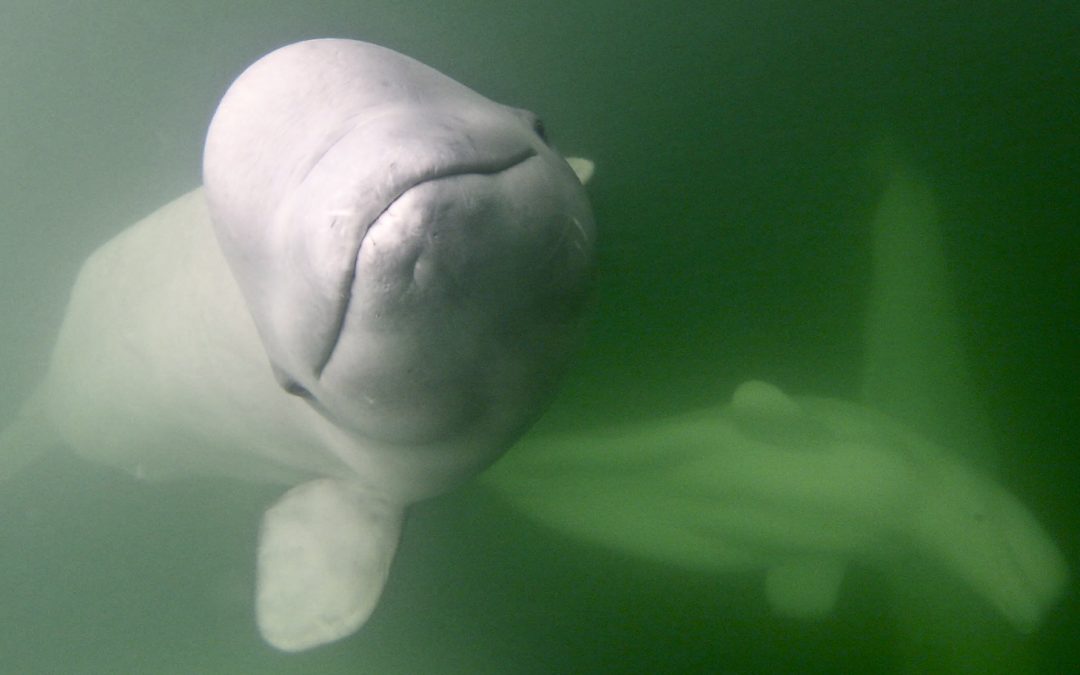 Greenland Whale Proves to Be the First Narwhal-Beluga Hybrid