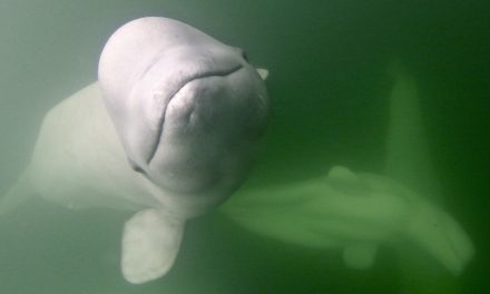 Greenland Whale Proves to Be the First Narwhal-Beluga Hybrid