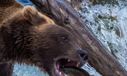 Wildlife Photo of the Week: Catch of the Day