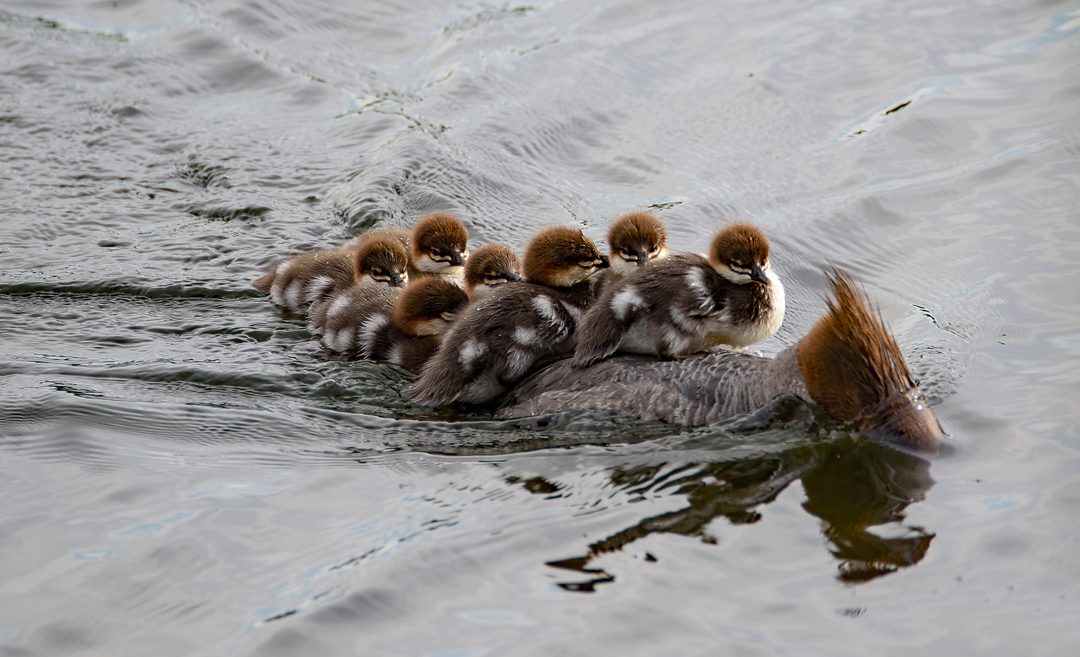 Wildlife Photo of the Week: Hitching a Ride
