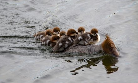 Wildlife Photo of the Week: Hitching a Ride