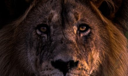 Wildlife Photo of the Week: King of the Savannah