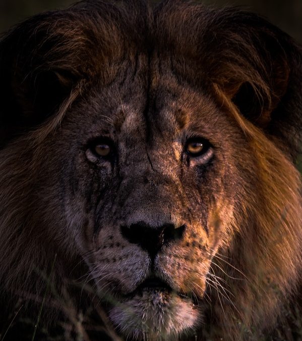 Wildlife Photo of the Week: King of the Savannah